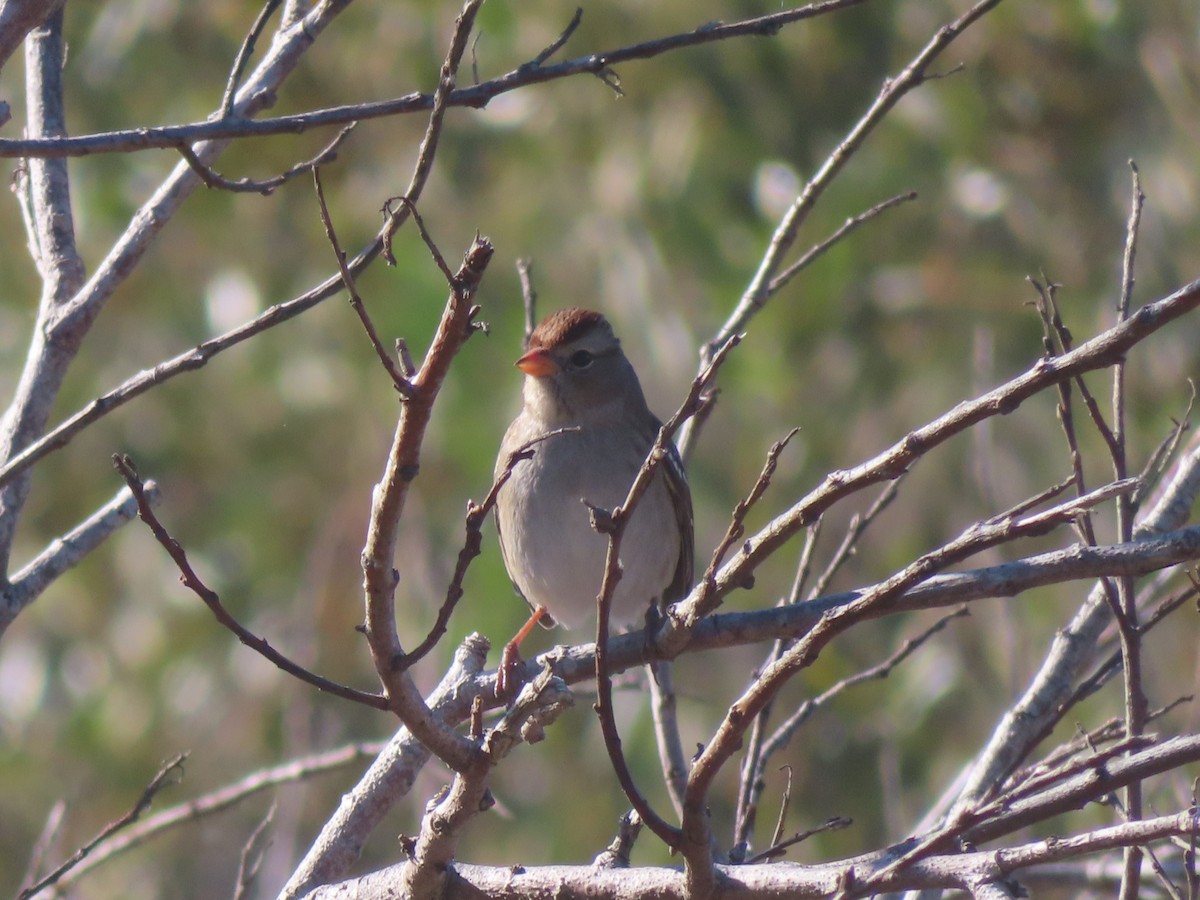 Bruant à couronne blanche - ML611132379