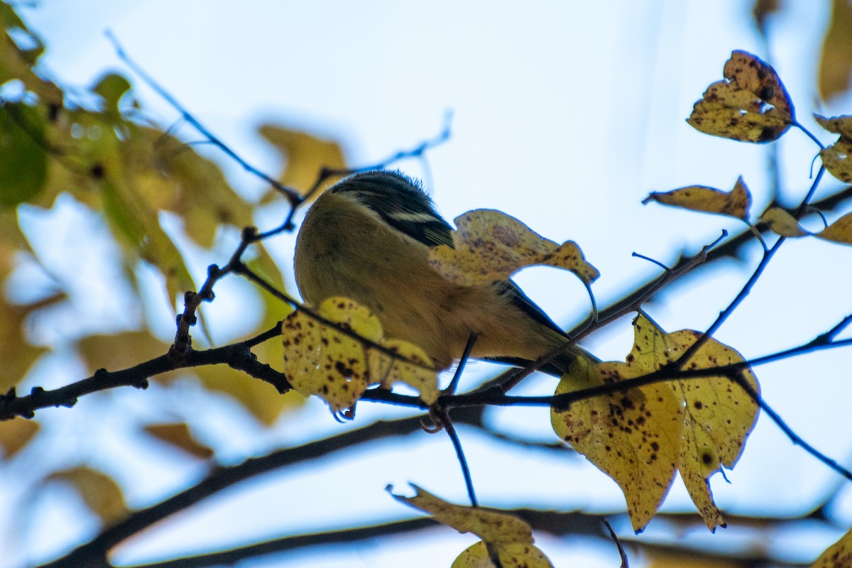 Ruby-crowned Kinglet - Dawn S