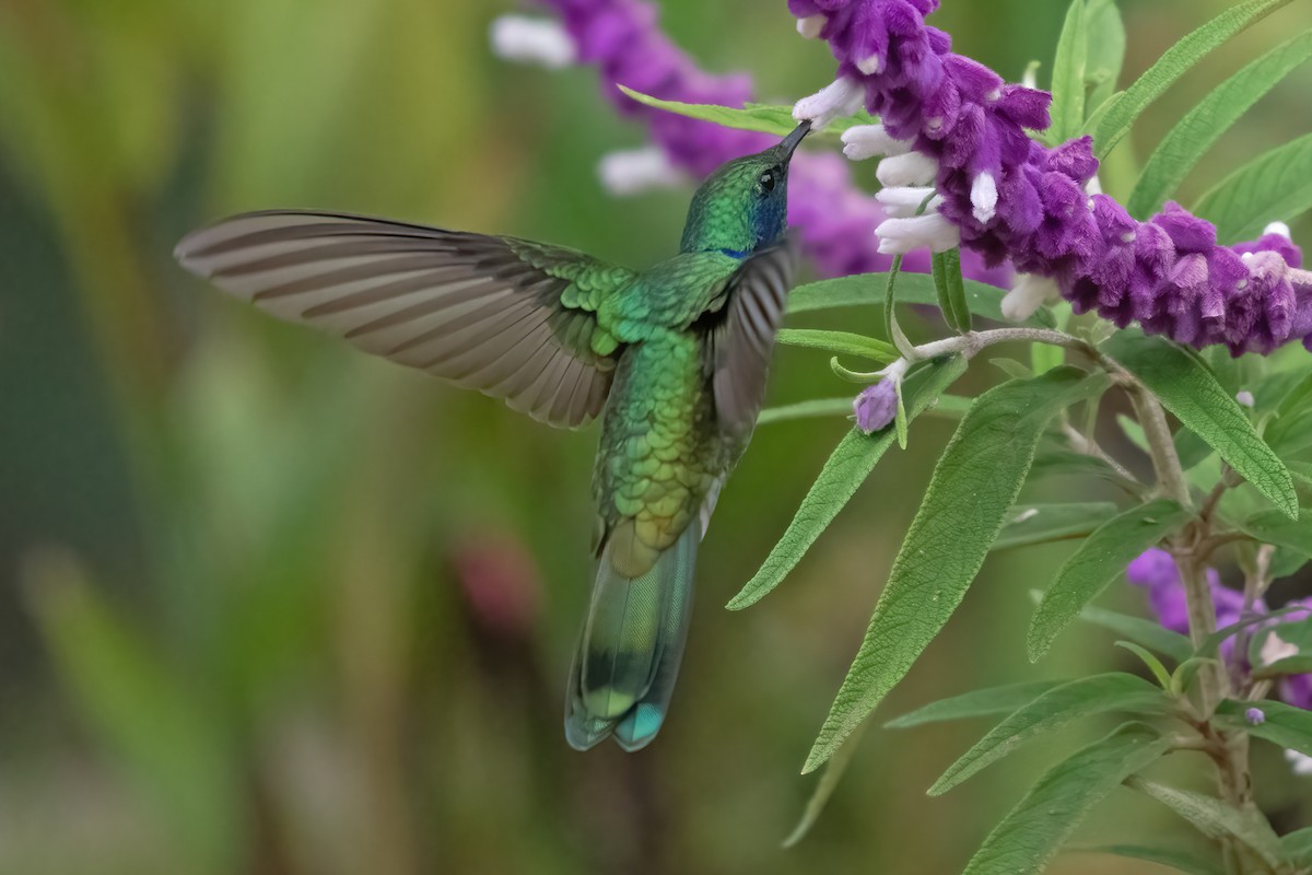 Colibrí Rutilante - ML611132433