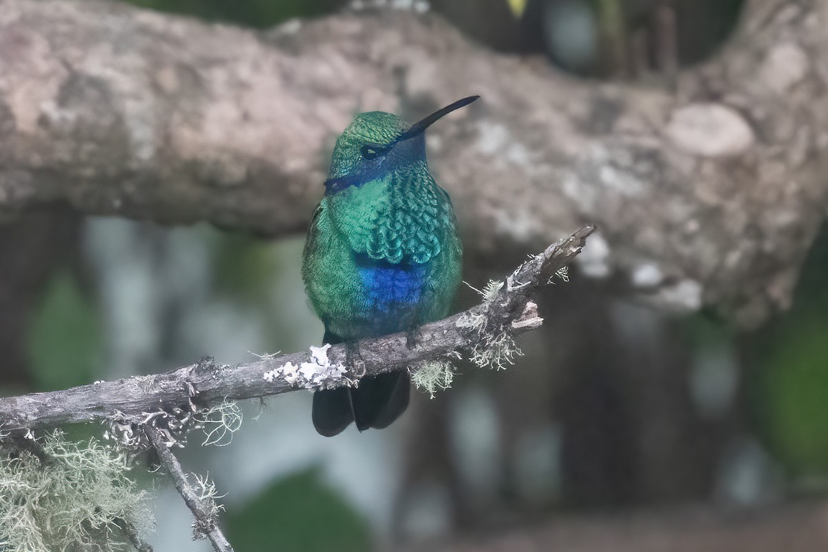 Colibrí Rutilante - ML611132434