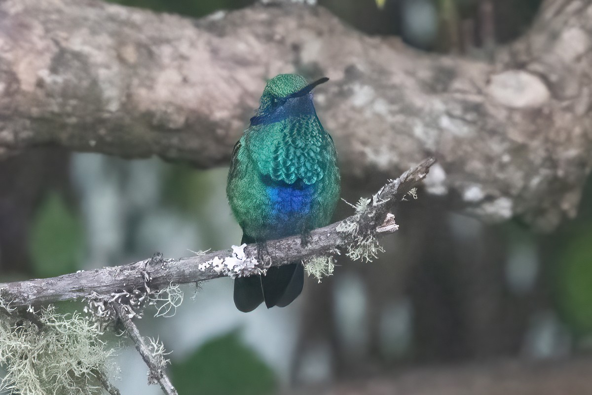 kolibřík modrolící - ML611132435
