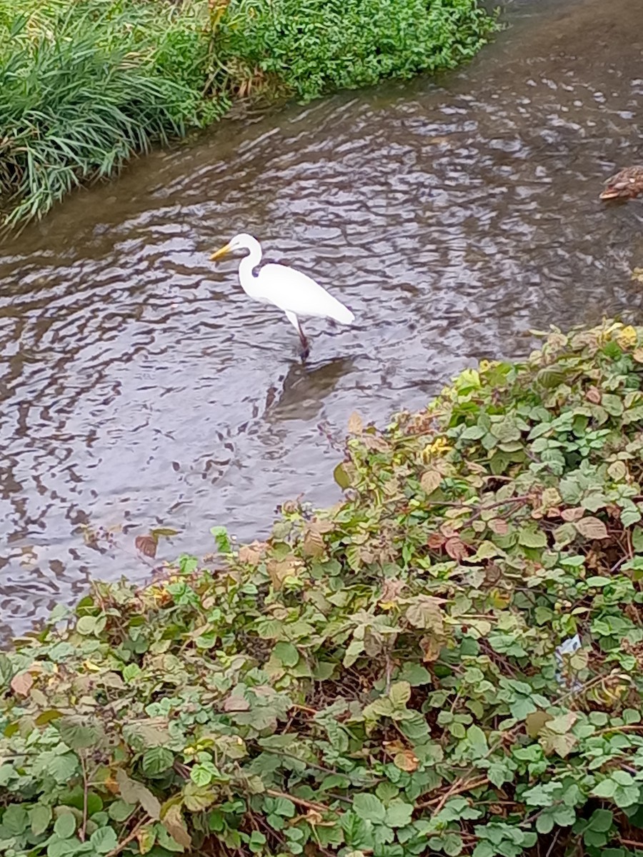 Great Egret - ML611132437