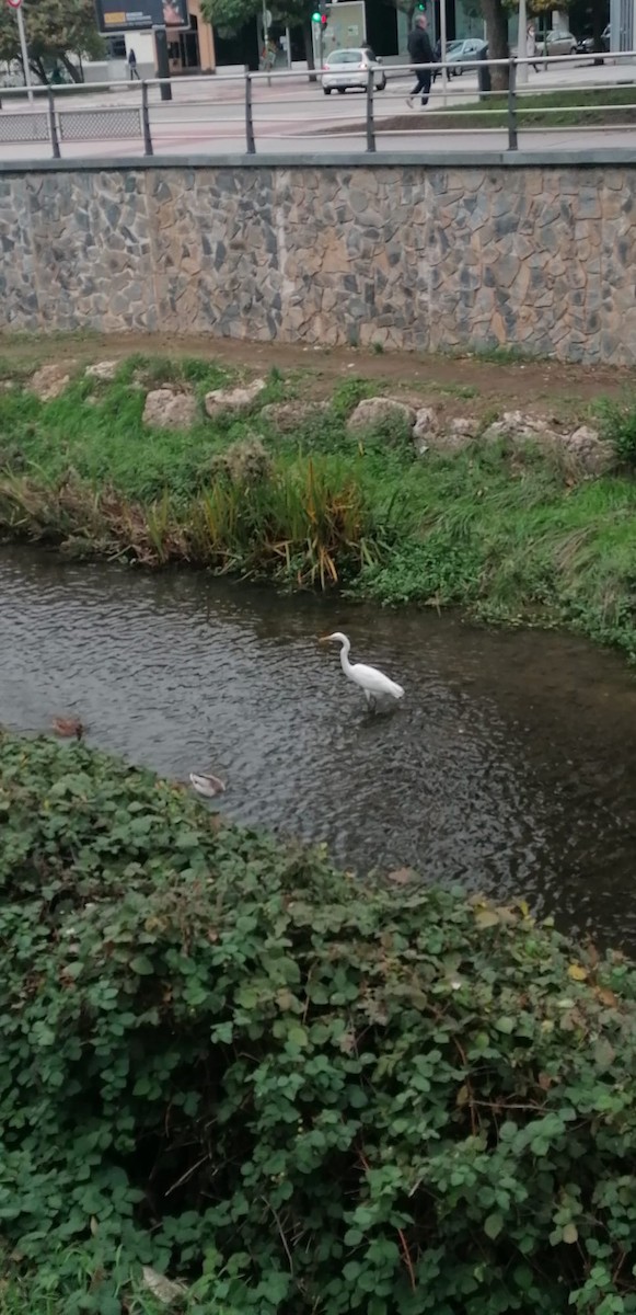 Great Egret - ML611132441