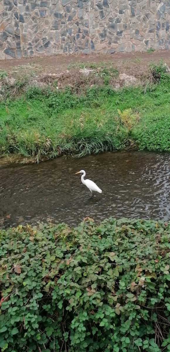 Great Egret - ML611132442