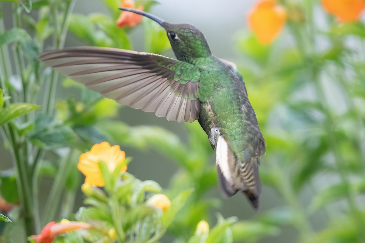 fløyelsbrystkolibri - ML611132464