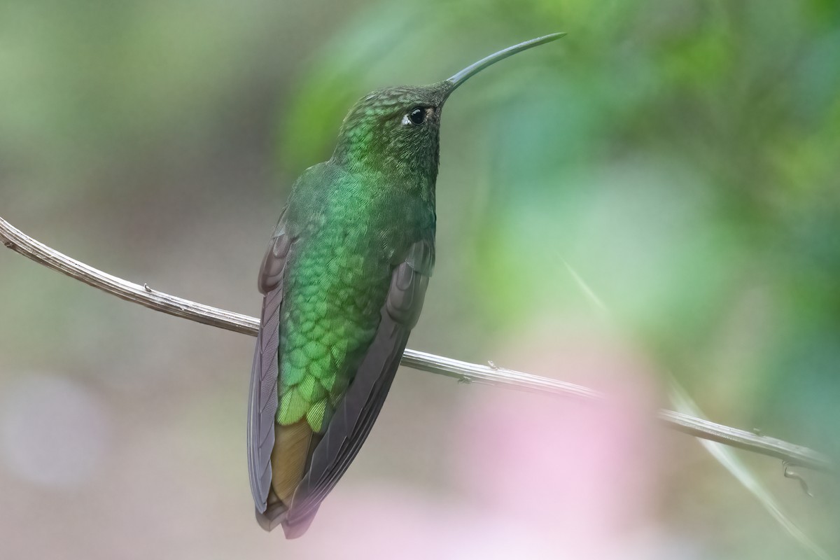 kolibřík aksamitový - ML611132465