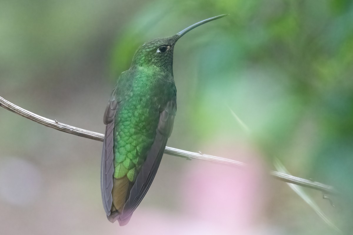 Colibrí Aterciopelado - ML611132466