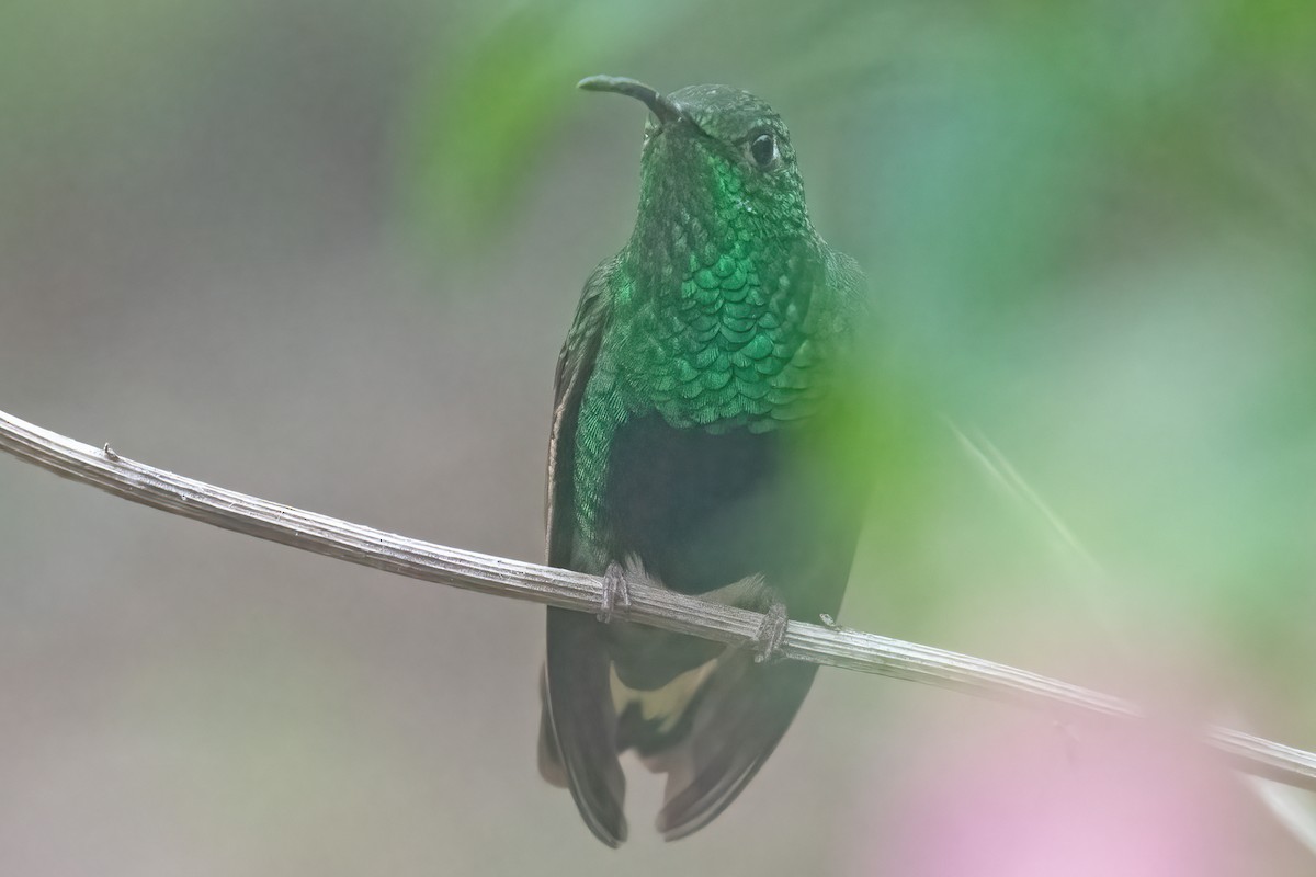 kolibřík aksamitový - ML611132467