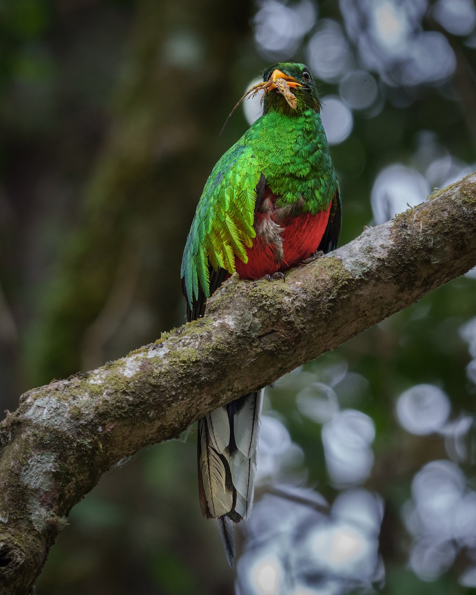 White-tipped Quetzal - juan  vanegas rangel