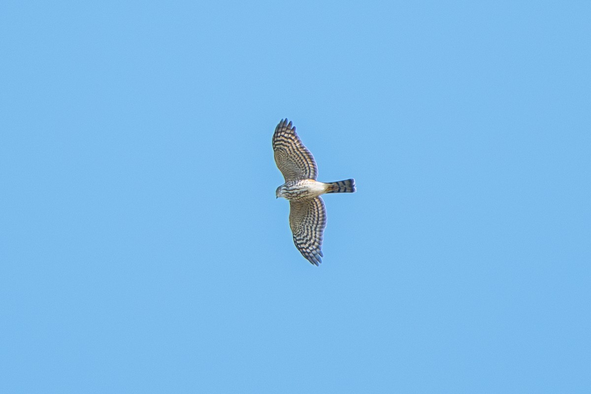 Sharp-shinned Hawk - ML611132552