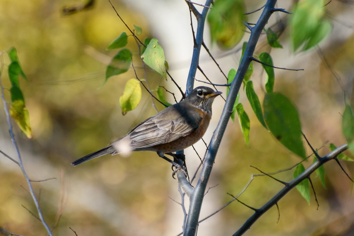 American Robin - ML611132651