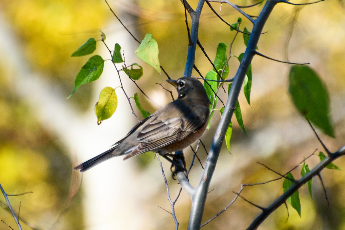 American Robin - ML611132652