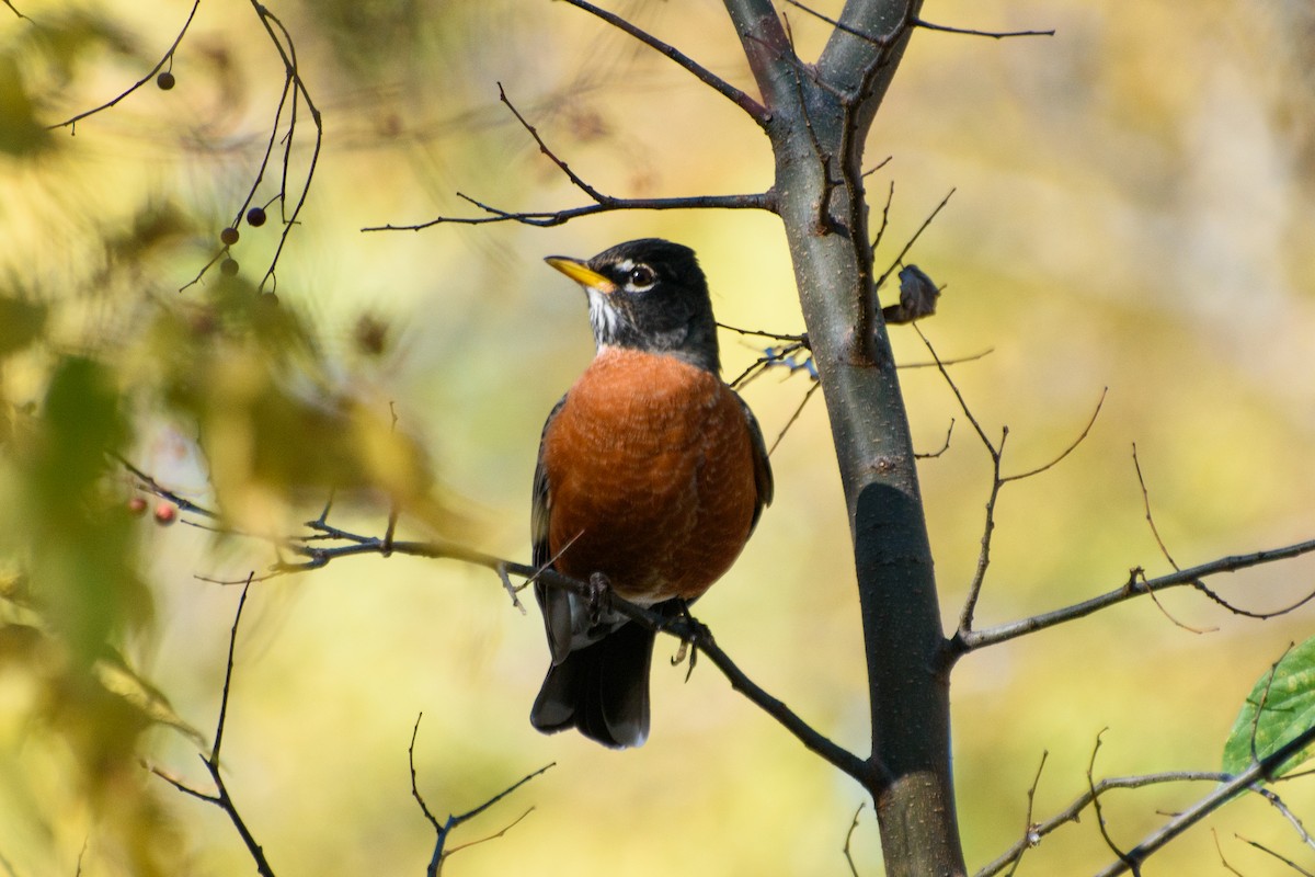 American Robin - Dawn S