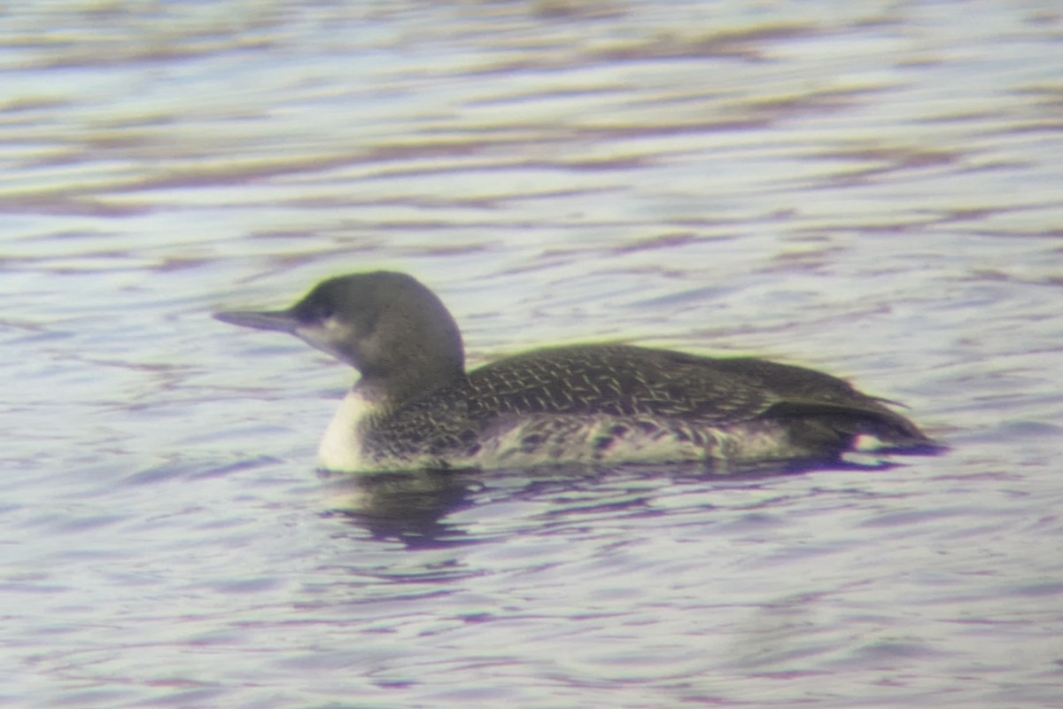 Red-throated Loon - Daniel Bernard