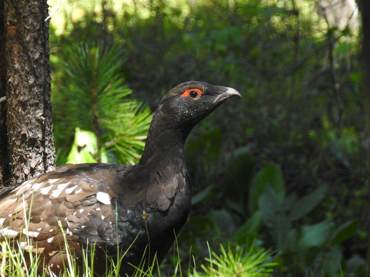 Black-billed Capercaillie - ML611132758