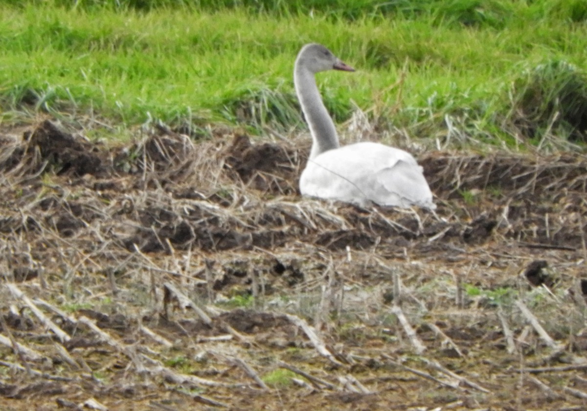 Tundra Swan - Ray Wershler