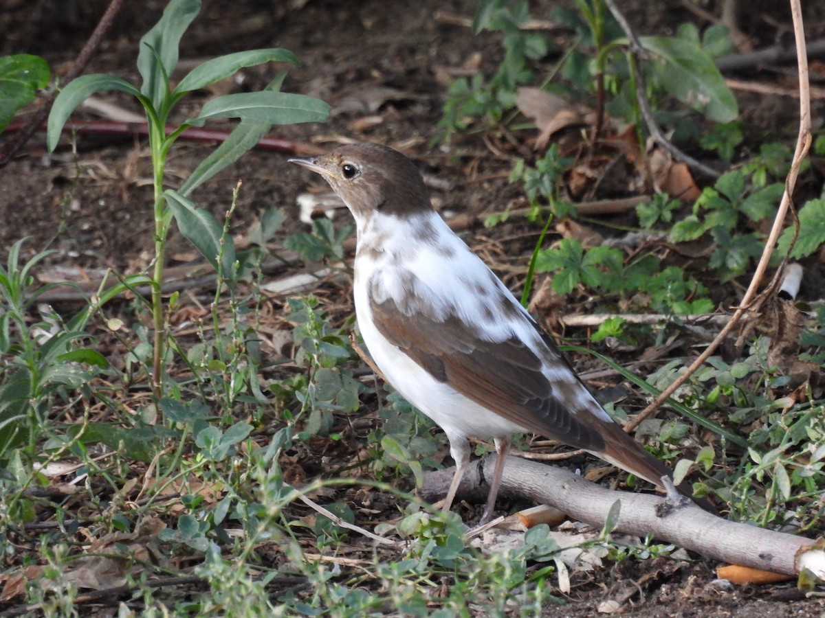 Thrush Nightingale - ML611132840