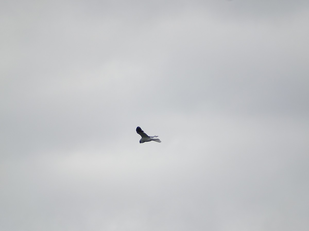 White-tailed Kite - ML611132846