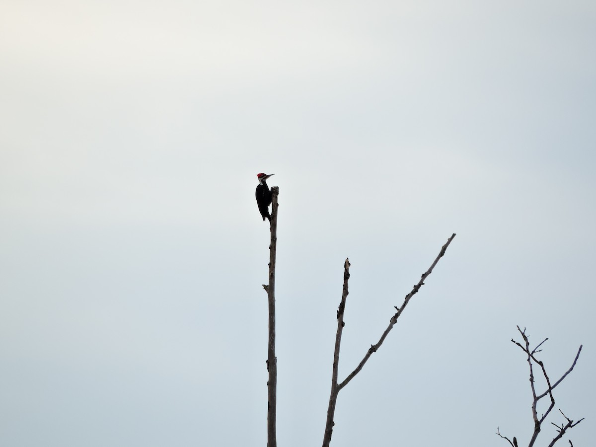 Pileated Woodpecker - Lukas Evans