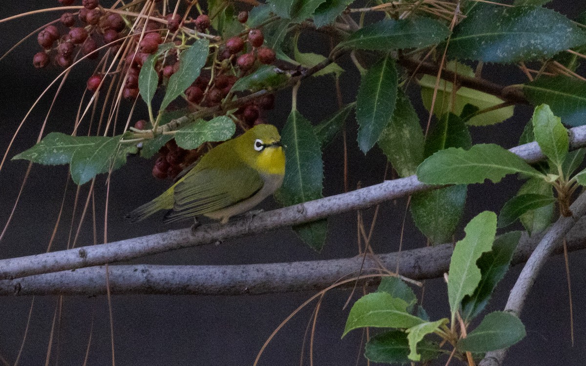 Swinhoe's White-eye - ML611132929