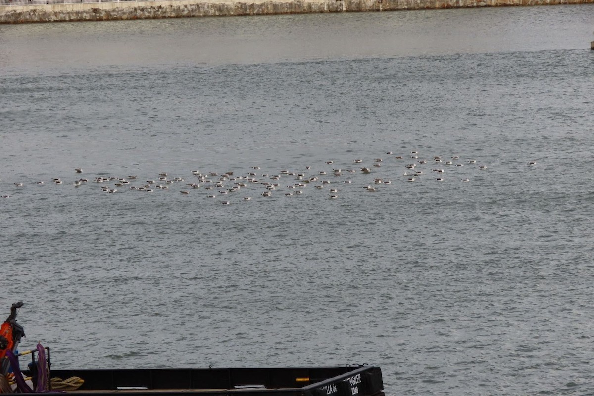 Lesser Black-backed Gull - ML611132956