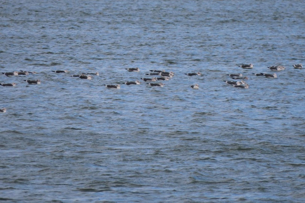 Lesser Black-backed Gull - ML611132957