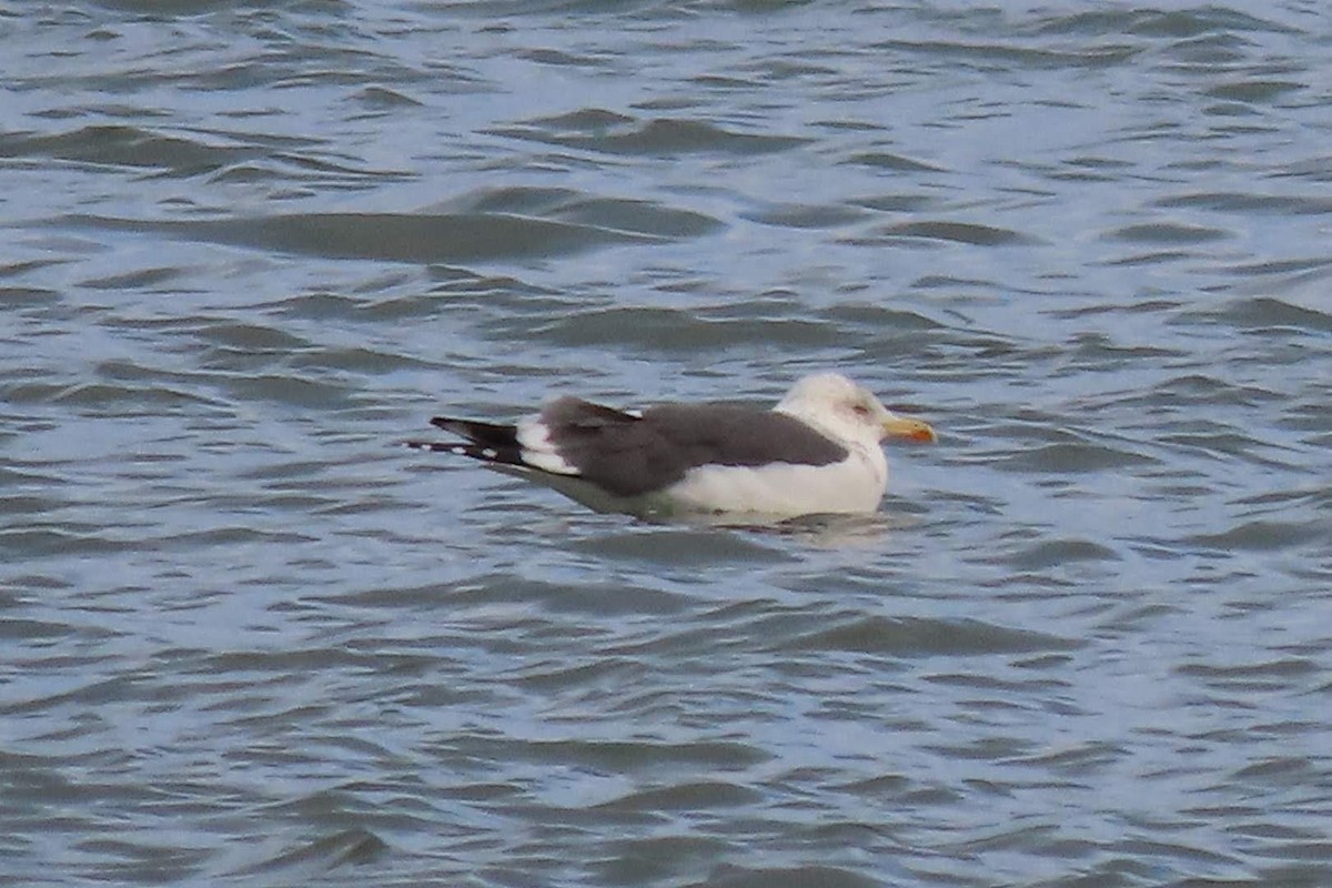 Lesser Black-backed Gull - ML611132958