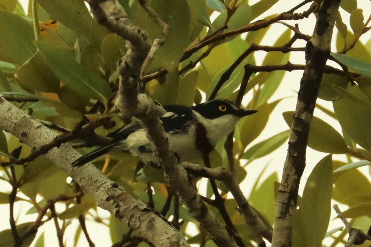 Eastern Black-headed Batis - ML611133019