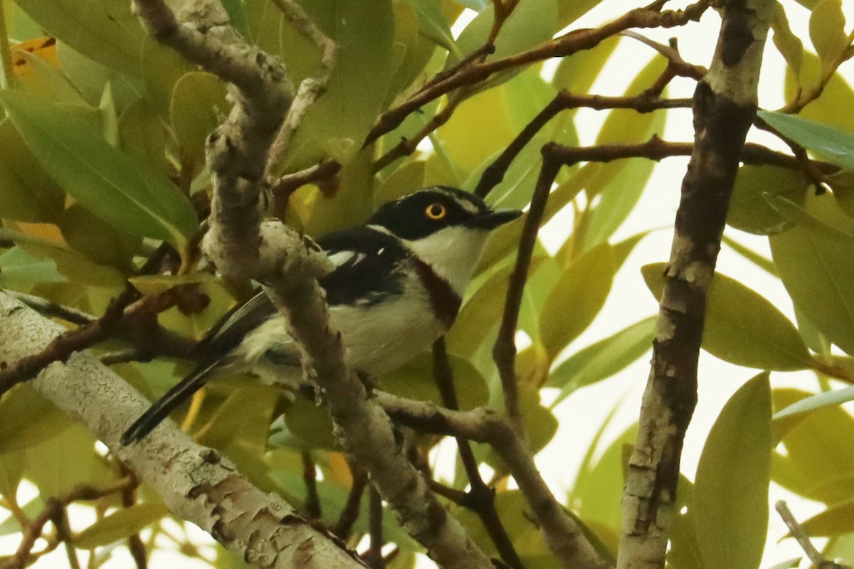 Eastern Black-headed Batis - Suzie Snyder