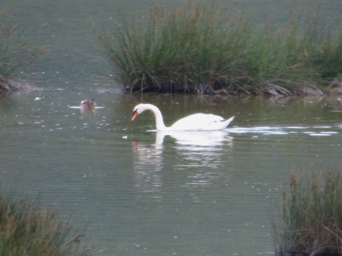 Mute Swan - Joaquín Mayo García