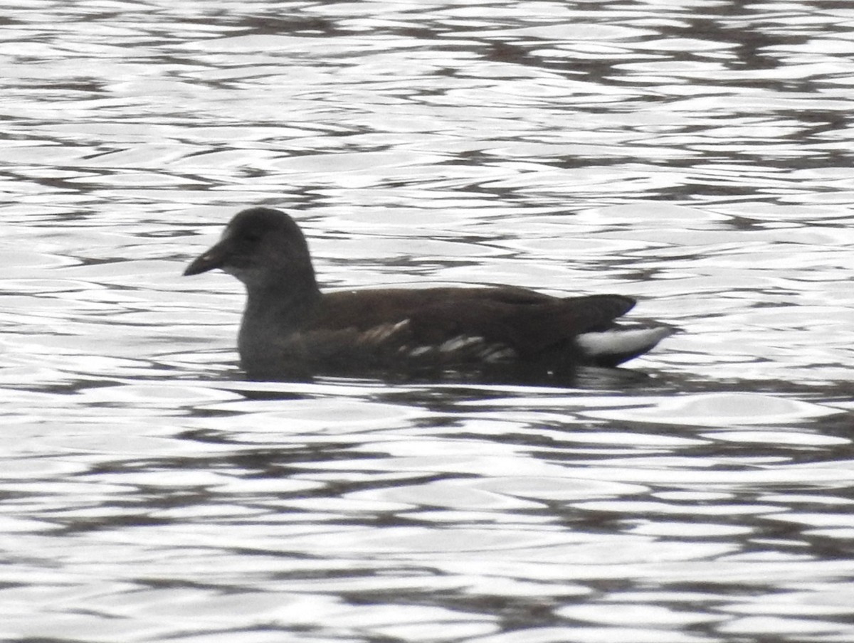 Common Gallinule - ML611133045