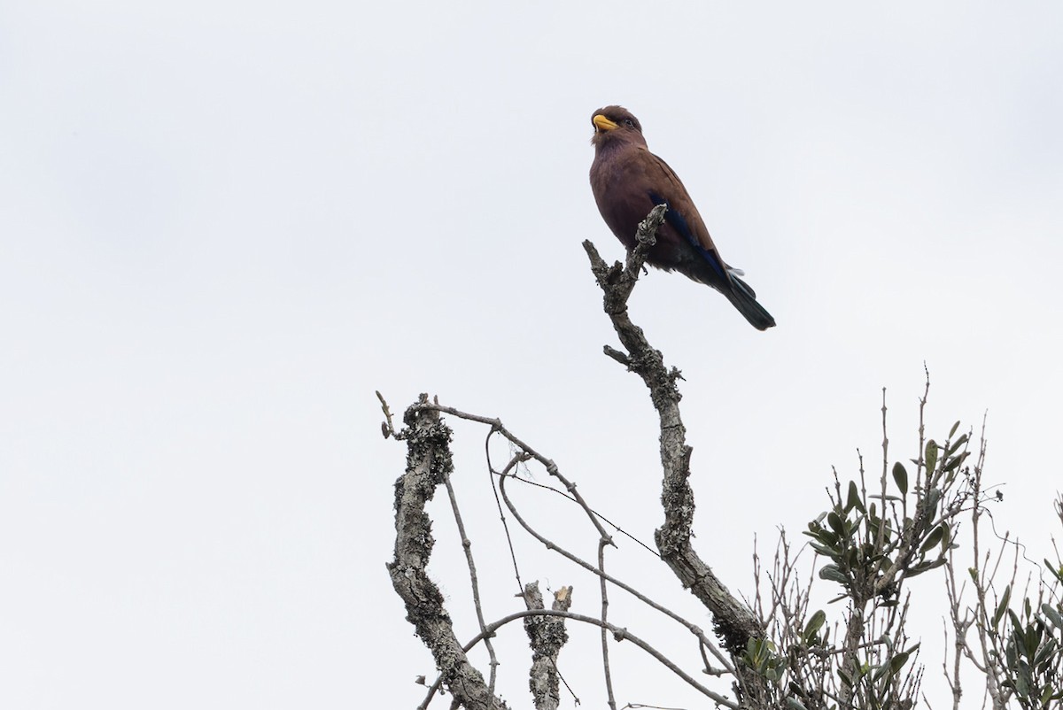 Broad-billed Roller (Madagascar) - ML611133130