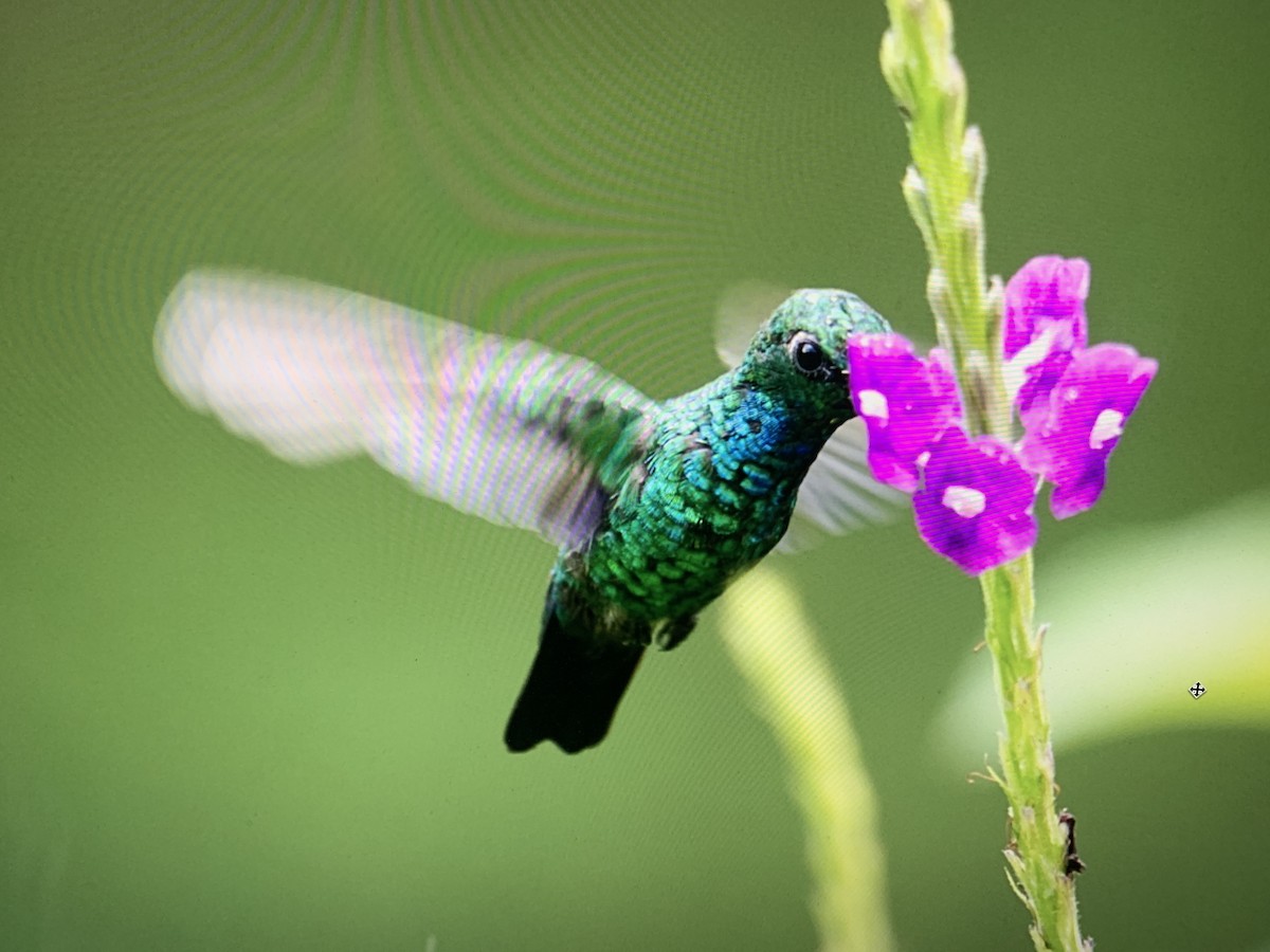 kolibřík modroocasý - ML611133151