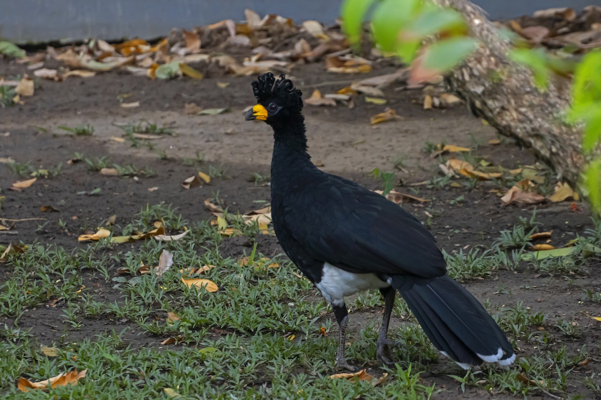 Bare-faced Curassow - Antonio Rodriguez-Sinovas
