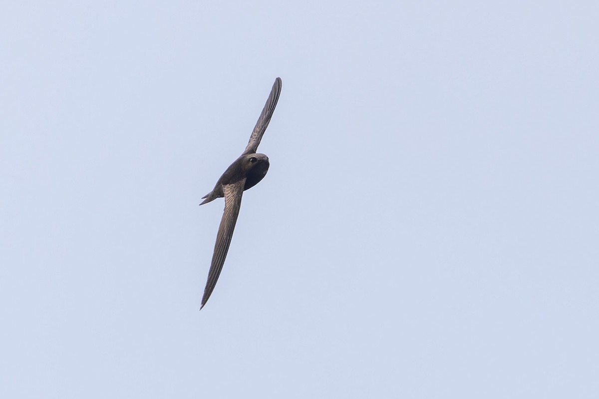 Malagasy Swift - ML611133164