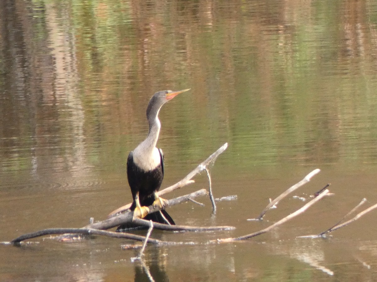 Anhinga d'Amérique - ML611133297