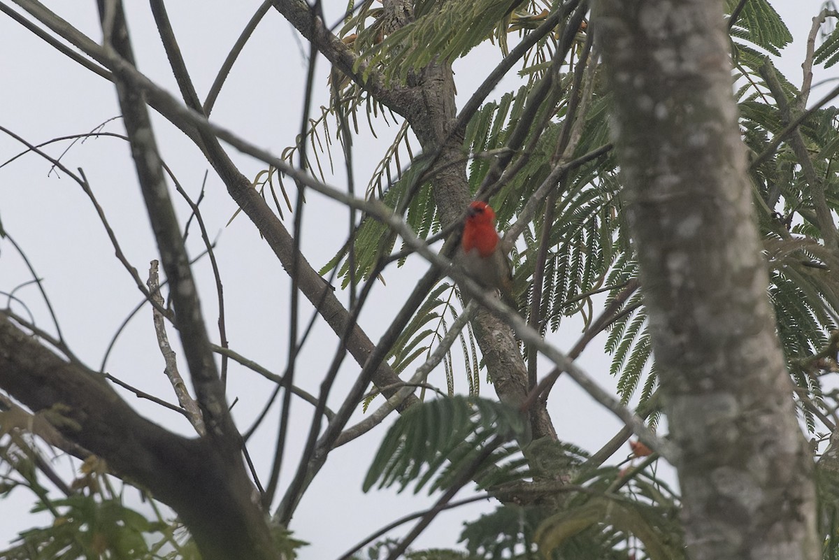 tanalavever - ML611133335