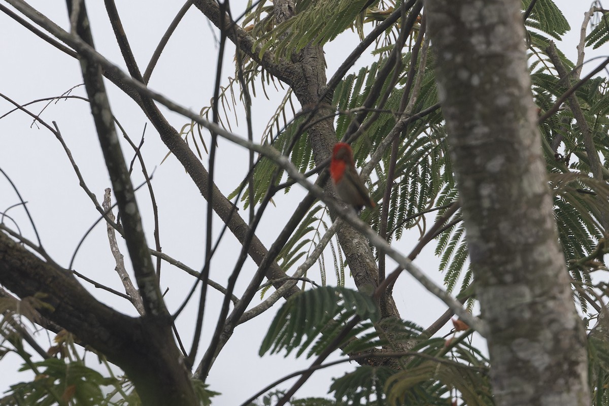 Forest Fody - ML611133336