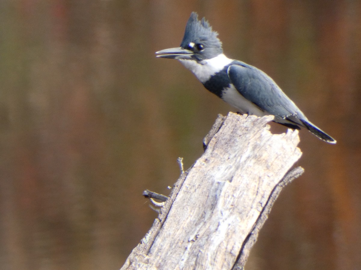 Belted Kingfisher - Joe Kellerhals