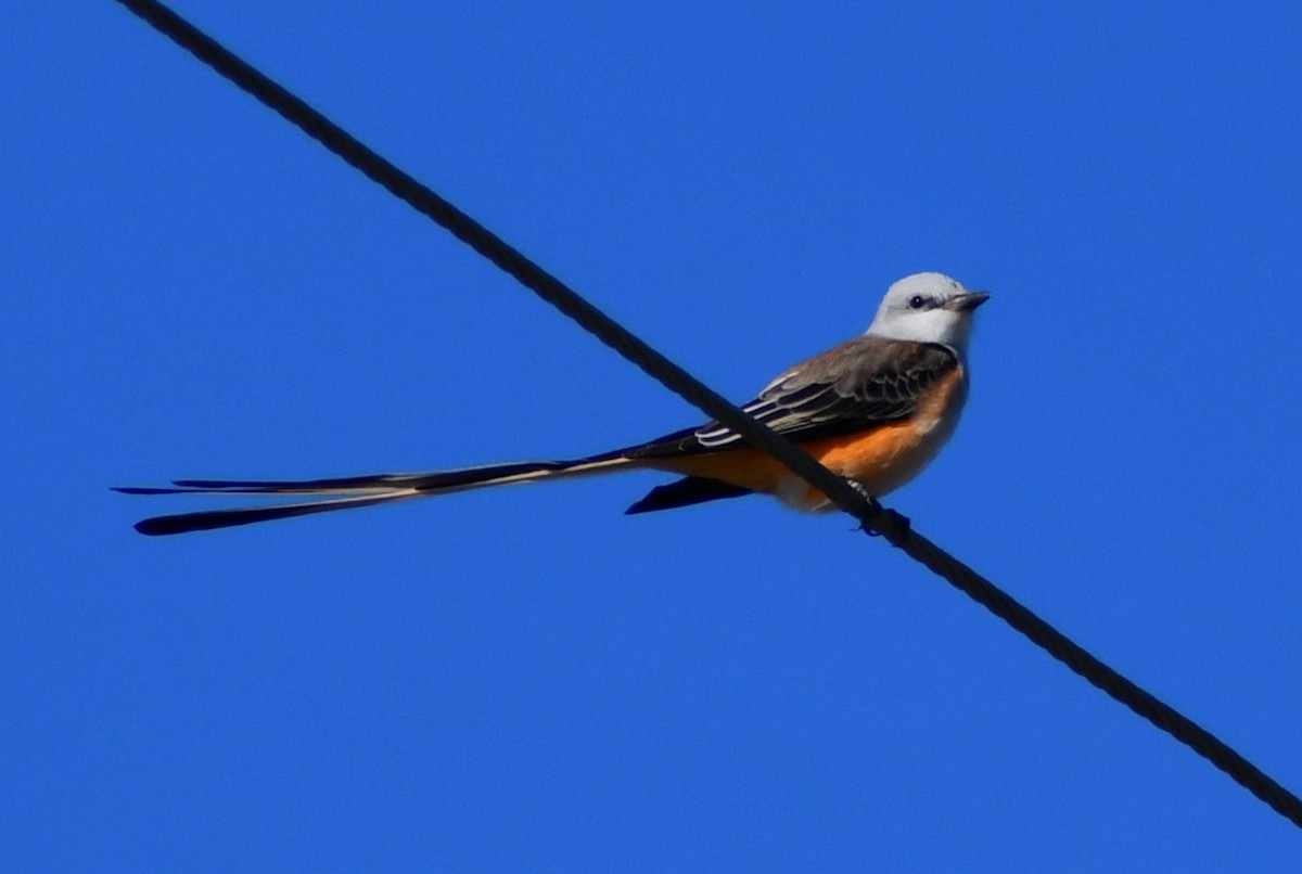 Scissor-tailed Flycatcher - ML611133453