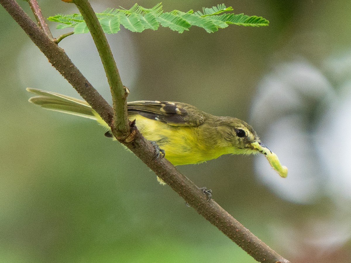 Yellow Tyrannulet - ML611133458