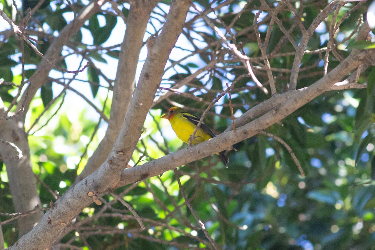 Western Tanager - ML611133492