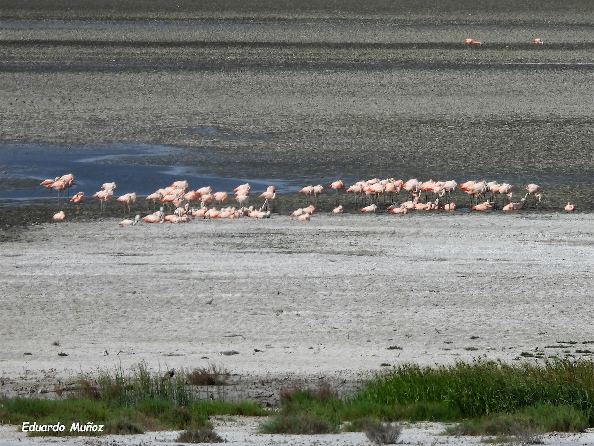 Chilean Flamingo - ML611133544