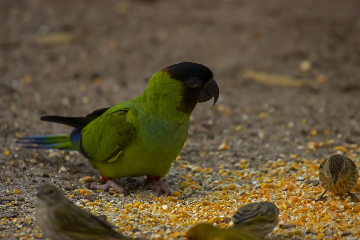 Nanday Parakeet - Antonio Rodriguez-Sinovas