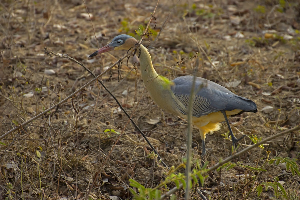 Whistling Heron - Antonio Rodriguez-Sinovas