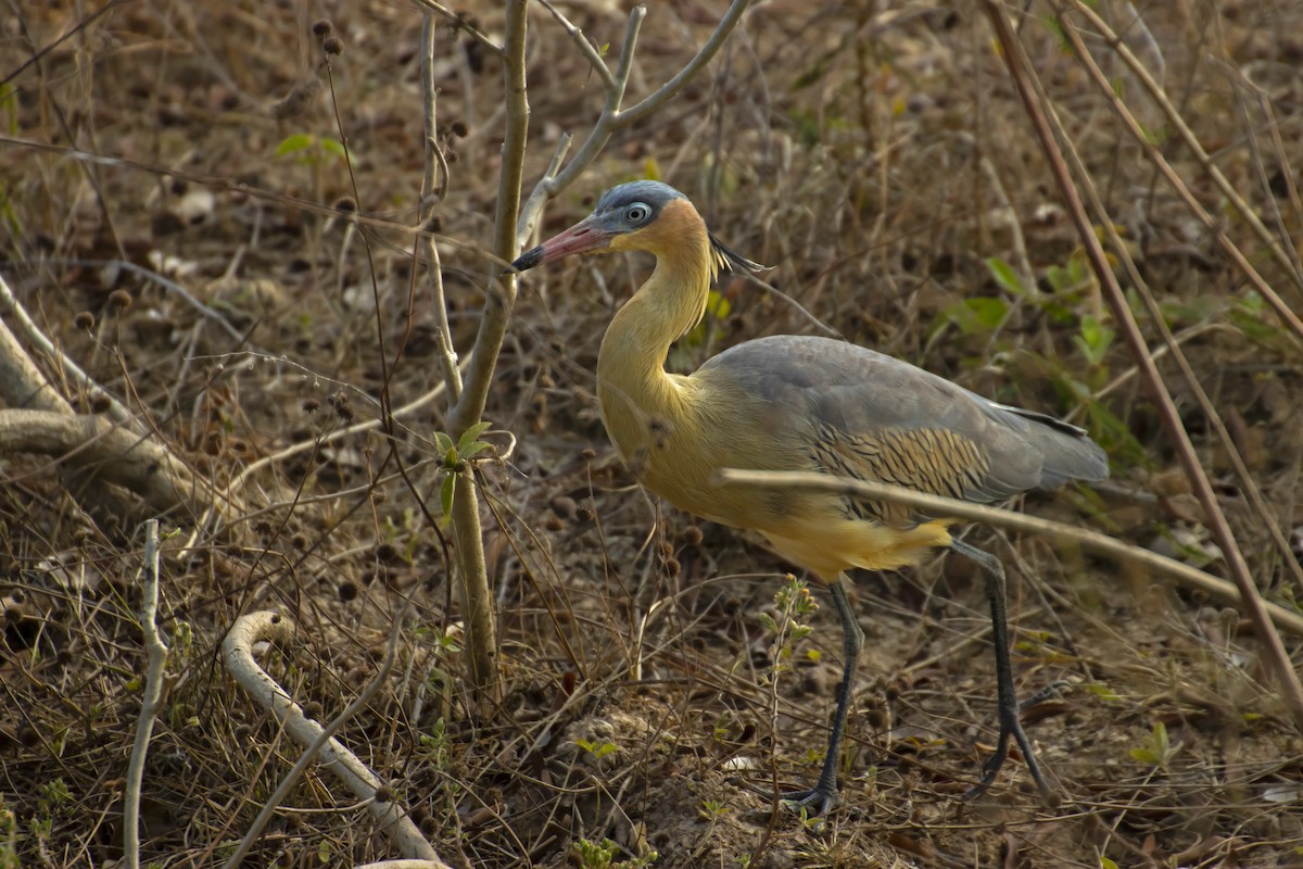 Whistling Heron - Antonio Rodriguez-Sinovas