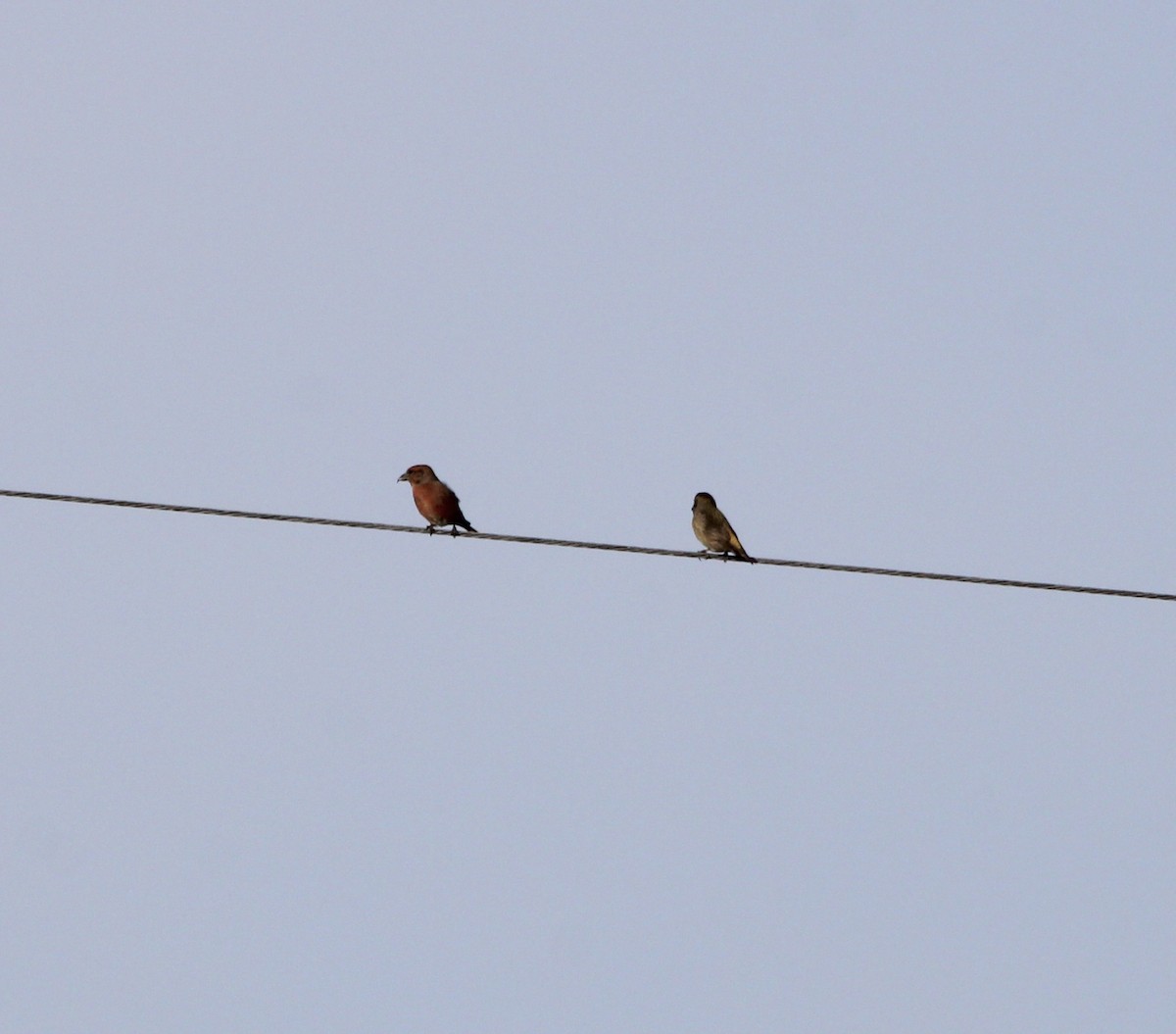 Red Crossbill - ML611133684