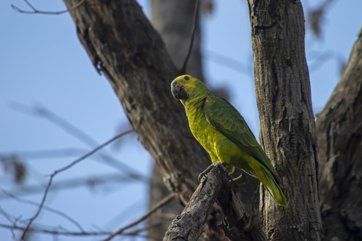 Turquoise-fronted Amazon - Antonio Rodriguez-Sinovas