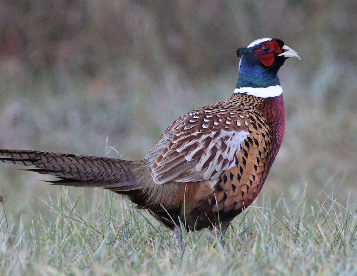 Ring-necked Pheasant - ML611133693