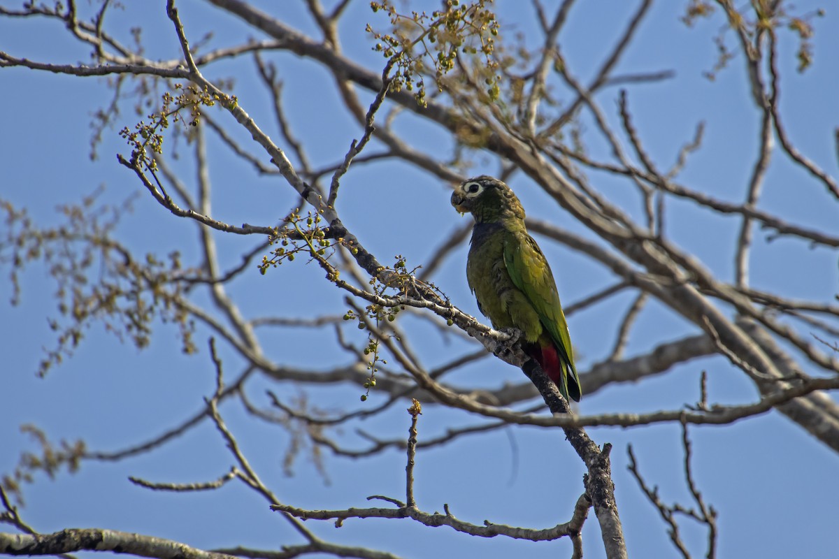 Scaly-headed Parrot - Antonio Rodriguez-Sinovas